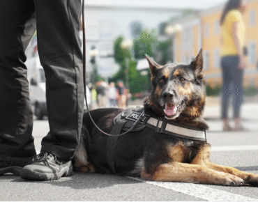 best k9 security in uk