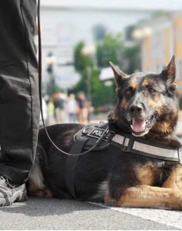 best k9 security in uk