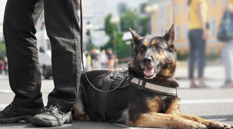 best k9 security in uk